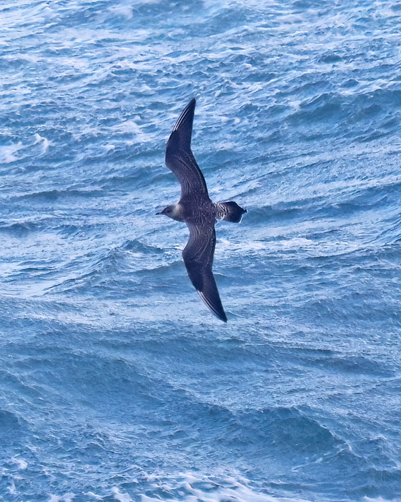 Long-tailed skua